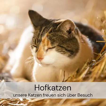 Appartamento Hexenburgbeidresden Mit Fasssauna Stylishes Designerappartement Mit Schlafsofa, Terrasse - Naehe Saechsische Schweiz Dresden Großharthau