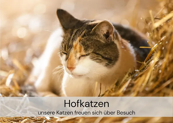 Daire Hexenburgbeidresden Mit Fasssauna Stylishes Designerappartement Mit Schlafsofa, Terrasse - Naehe Saechsische Schweiz Dresden Großharthau